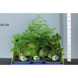 Kölönböző növények bonsai tálban BONSAI MIX 30/35 CS20