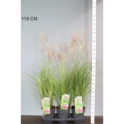 Kínai virágosnádMISCANTHUS SINENSIS RED CHIEF 80/100 K3,5