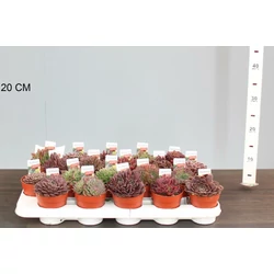 Kövirózsa SEMPERVIVUM FAJTÁK CS9