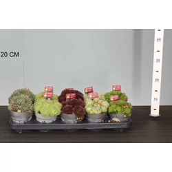 Kövirózsa SEMPERVIVUM FAJTÁK CS12
