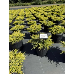 Közönséges boróka   JUNIPERUS COMMUNIS GOLDSCHATZ 30/40 K8