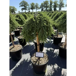 Közönséges boróka   JUNIPERUS COMMUNIS GREEN MANTLE T60 K15