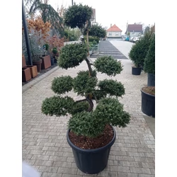 Közönséges boróka   JUNIPERUS COMMUNIS REPANDA BONSAI 100/125 K80