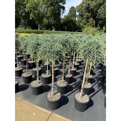 Közönséges boróka   JUNIPERUS COMMUNIS SIBERICA T80 K11