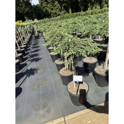 Közönséges boróka   JUNIPERUS COMMUNIS ZEAL T60 K15