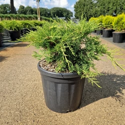 Arany boróka JUNIPERUS MEDIA OLD GOLD 30/40 K8