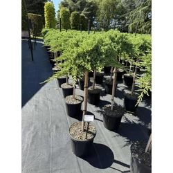 Japán törpeboróka JUNIPERUS PROCUMBENS NANA T80 K15