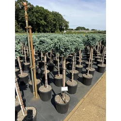 Himalájai törpe boróka   JUNIPERUS SQUAMATA BLUE STAR T80 K11