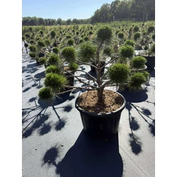 Hosszútűjű gömb feketefenyő  PINUS NIGRA BREPO BONSAI 80/90 K65