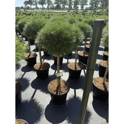 Hosszútűjű gömb feketefenyő  PINUS NIGRA BREPO T75 80CM K25