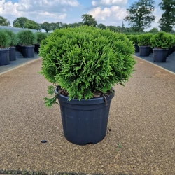 Gömbtuja    THUJA OCCIDENTALIS DANICA 25/30 K6