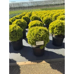 Törpe arany gömb tuja  THUJA OCCIDENTALIS MIRJAM 25/30 K6