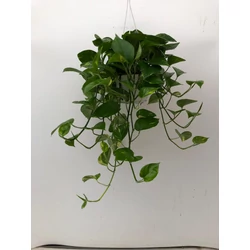 Szobafutóka EPIPREMNUM MARBLE QUEEN  AKASZTÓS KASPÓBAN K3