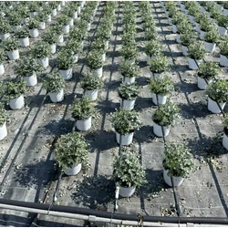 Havasi eukaliptuszEUCALYPTUS GUNNII 50/60 K3