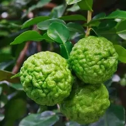 Kaffir lime  CITRUS HYSTRIX T1/4 70/80 K5 (ZÖLD SZÖGLETES CSERÉP)
