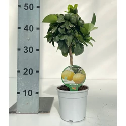 édes citrom CITRUS PURSHA MINI TÖRZS K1,5