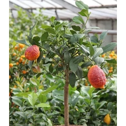 Citrom   CITRUS LIMONE RED MINI TÖRZS K1,5