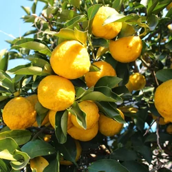 Citrom   CITRUS YUZU T1/4 65CM K5 ( SZÖGLETES CSERÉP)