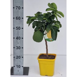 Óriás citrom  CITRUS LIPO T1/4 65CM K5 ( SZÖGLETES CSERÉP)