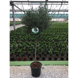 Olajfa  OLEA EUROPAEA T1/2 K30