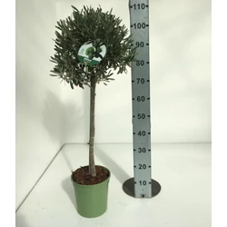 Olajfa   OLEA EUROPAEA T1/2 K6