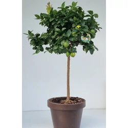 CitromCITRUS CITRUS LIMONE LUNARIO T1/2 EXTRA K55