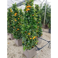 Kalamondin CITRUS CALAMONDINO FAL SZÖGLETES CSERÉPBEN K40