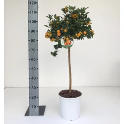 Kalamondin CITRUS CALAMONDINO T1/2 K12
