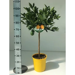 Citrom CITRUS LIMONE MEYER T1/2 K12