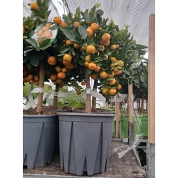 Kalamondin CITRUS CALAMONDINO MINI TÖRZSÖN K12