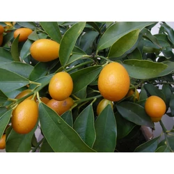 KoktélnarancsCITRUS KUMQUAT MINI TÖRZSÖN K12