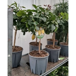 Citrom CITRUS LIMONE LUNARIO MINI TÖRZSÖN K12
