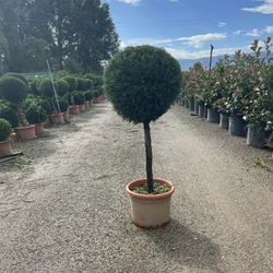 Leyland ciprus   CUPRESSOCYPARIS LEYLANDII PYRAMIDALIS T50/60 K15