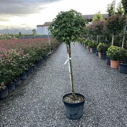 Amerikai ámbrafa   LIQUIDAMBAR STYRACIFLUA GUMBALL T1/2 K25