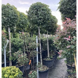 Amerikai ámbrafa   LIQUIDAMBAR STYRACIFLUA GUMBALL T180 K90