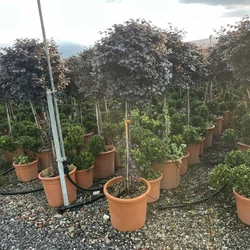 Kínai rojtosvirág  LOROPETALUM CHINENSE BLACK PEARL T1/2 K25