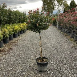 Örökzöld korallberkenye  PHOTINIA FRASERI LITTLE RED ROBIN T80 K25