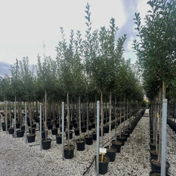 Örökzöld korallberkenye  PHOTINIA FRASERI RED ROBIN T200 K45 