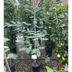 Acacia ACACIA MIMOSA DEALBATA K10