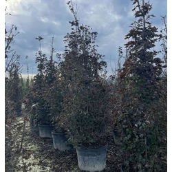 Vöröslevelű oszlopos juhar ACER PLATANOIDES CRIMSON SENTRY 400/450 K180