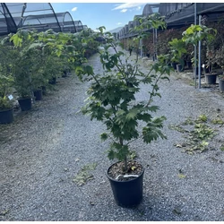 Japán juhar   ACER JAPONICUM VITIFOLIUM K18