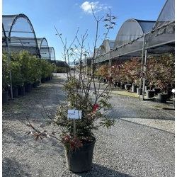 Japán juhar   ACER PALMATUM SHAINA K18