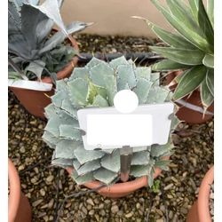 Agávé AGAVE POTATORUM KICHIJOKAN K12