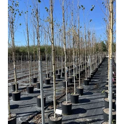 Himalájai nyír   BETULA UTILIS JACQUEMONTII T200 6/8 K18