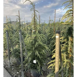 Sárga himalájai cédrus  CEDRUS DEODARA AUREA 175/200 K35
