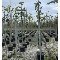 Közönséges júdásfa CERCIS SILIQUASTRUM T200 8/10 K30