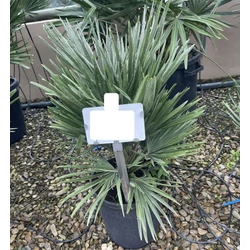 Törpe lószőrpálma CHAMAEROPS HUMILIS COMPACTA 2TÖRZS K7