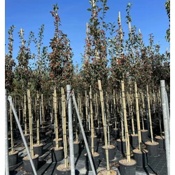 Fénylő levelű galagonya  CRATAEGUS CARRIEREI T200 10/12 K30