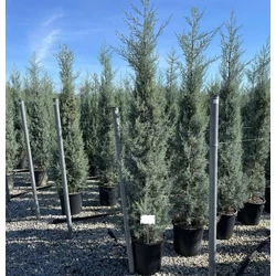 Oszlopos, kék arizoniai ciprus CUPRESSUS ARIZONICA FASTIGIATA 200/250 K25