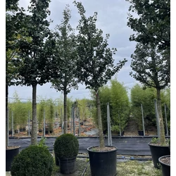 Páfrányfenyő  GINKGO BILOBA HORIZONTALIS T200 35/40 K300
